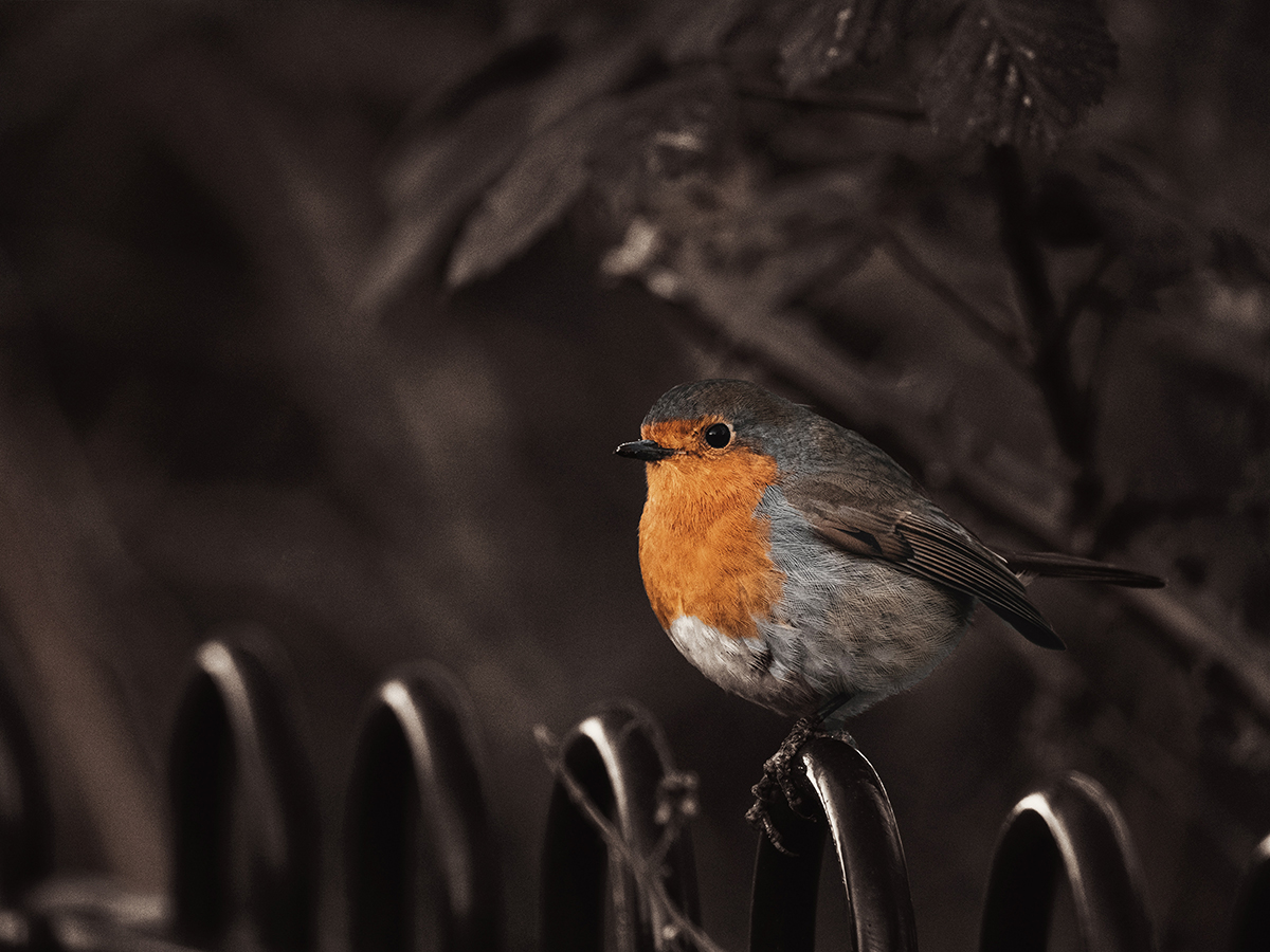 A Robin on a Fence